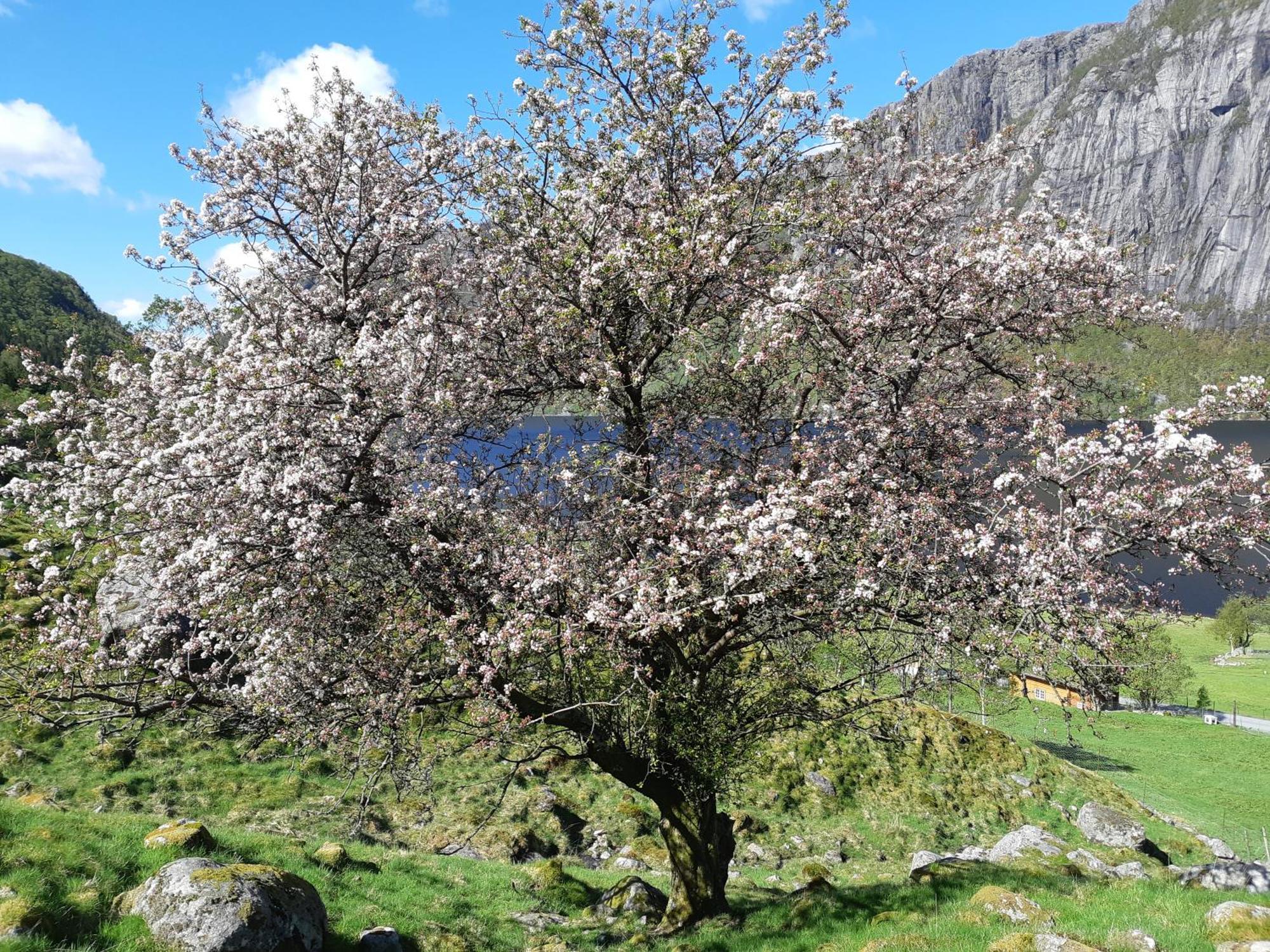 Hytte Ved Preikestolen Forsand Esterno foto